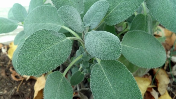 This is what fresh sage looks like...pretty proud of this plant!